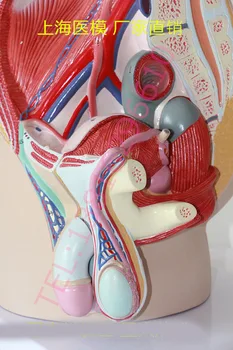 Анатомическая модель наружных половых органов мужчины Модель тазовой сагиттальной плоскости Модель полового члена Модель сечения мочевого пузыря