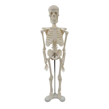 Анатомическая модель человеческого Скелета L43D, 17-дюймовая Мини-модель Человеческого Скелета с Подвижными Руками и Ногами, Научная модель для изучения