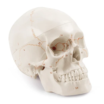 Анатомическая модель человеческого черепа, состоящая из 3 частей, пронумерованная, в натуральную величину