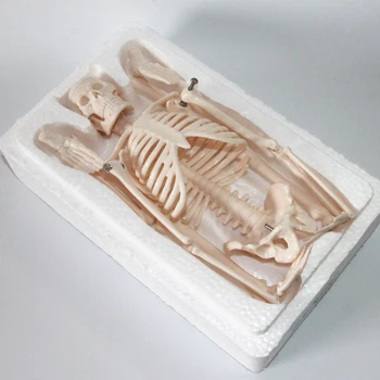брендовая медицинская стандартная модель скелета человека, обучающая модель скелета, модель сустава скелета 45 см