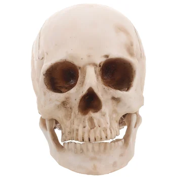 Имитационная Смола 1: 1 Модель Человеческого Черепа Медицинская Анатомическая Трассировка Обучающая Статуя Для Украшения Хэллоуина